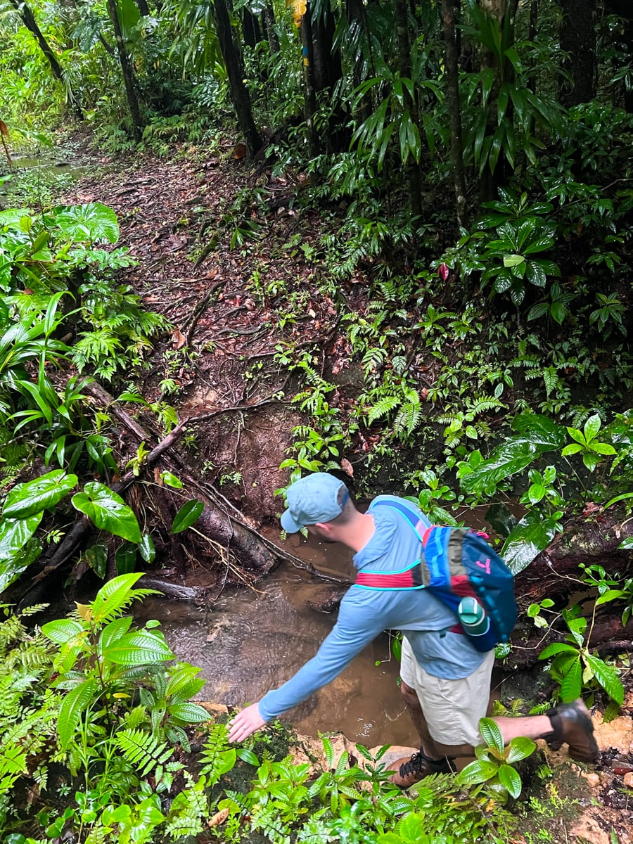 Man climbing down in deep washed out part of the trail to Middleham Falls in Dominica
