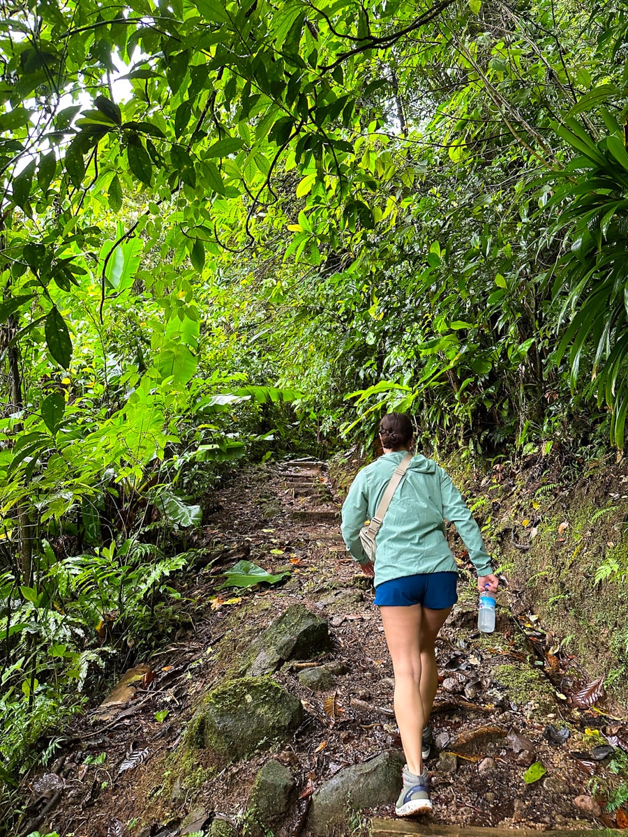 A woman hiking up a gradual incline with rocks and roots on the hiking trail to Middleham Falls in Dominica