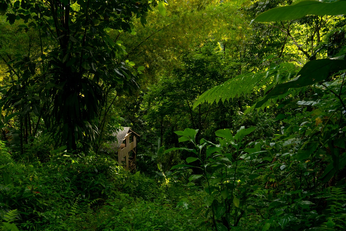 cabin in the jungle hidden by large canapy trees on the way to Salton Waterfalls in Dominica