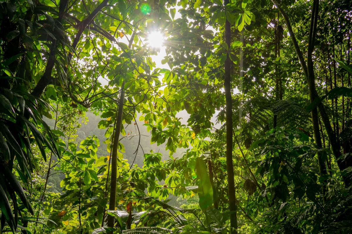 Sun shining through the jungly tree canopies along the trail to Salton Waterfalls in Dominica