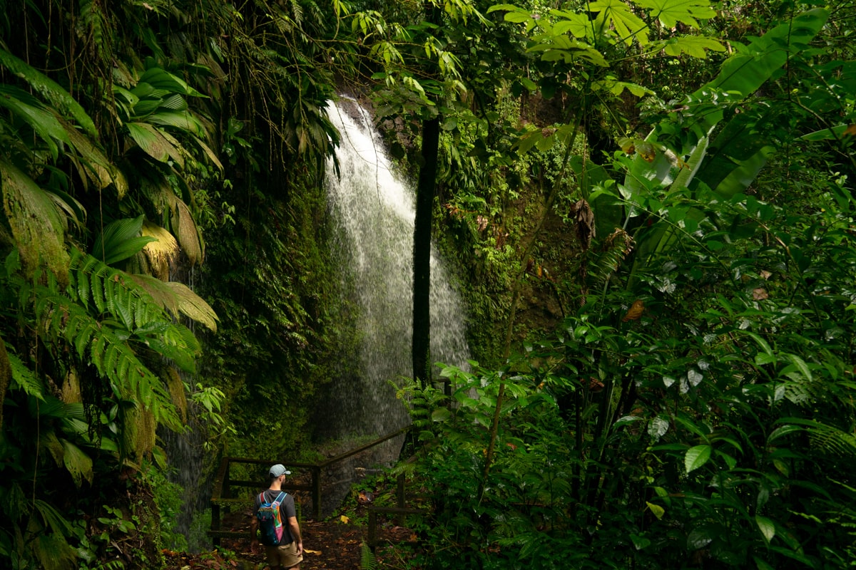 man walking down wooden stairs to Salton Waterfalls in Dominica surrounded by lush jungly forest 