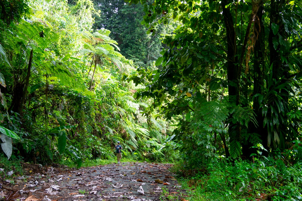 paved path to Salton Waterfalls in Dominica surrounded by trees