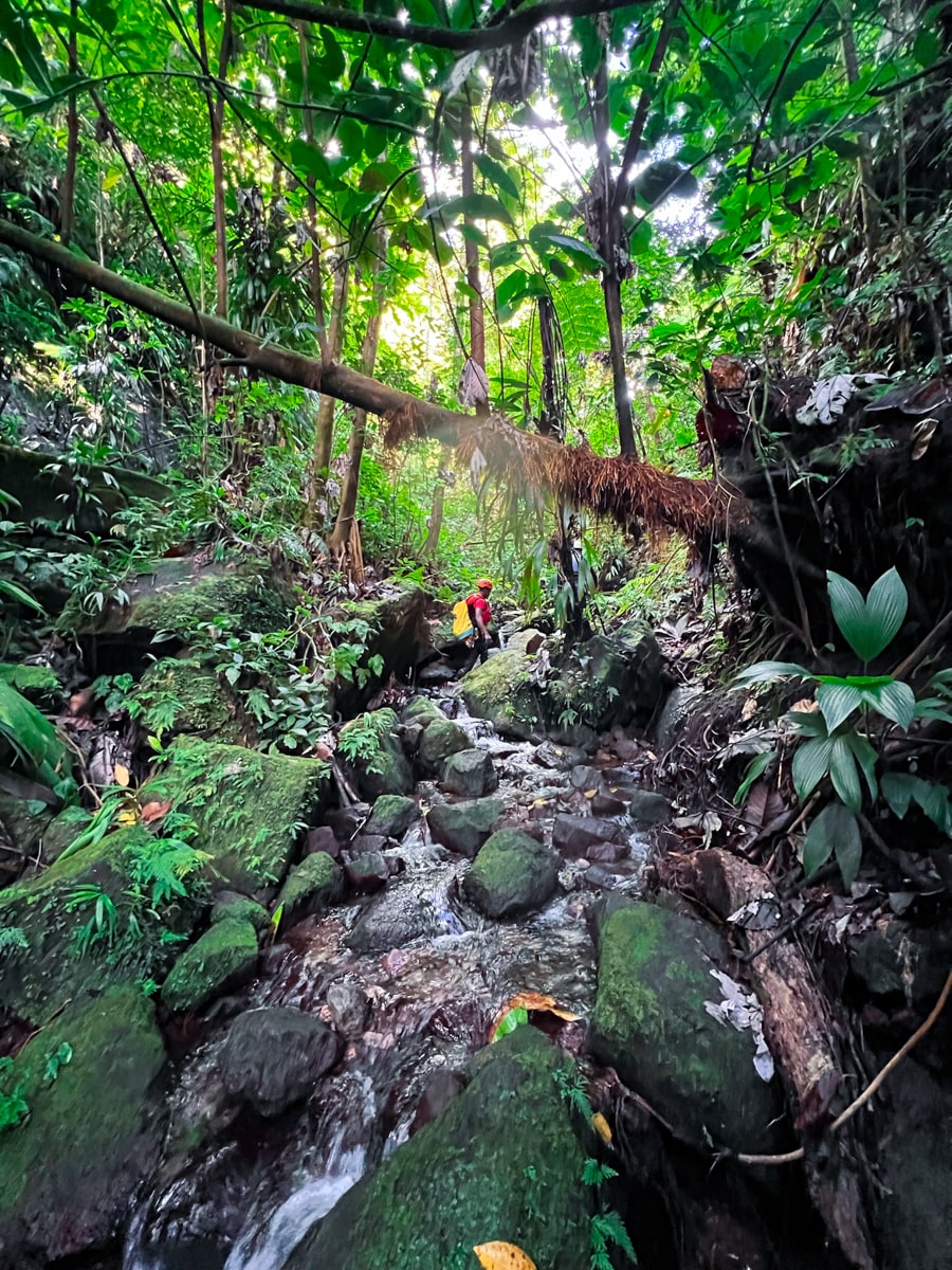 tour guide walking through the rainforest on a trail