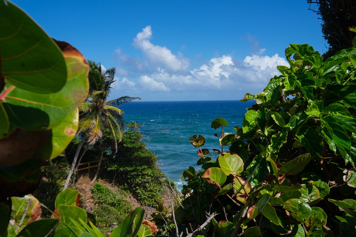 view of the ocean from the Kalinago tribe terriroty through lush greenery