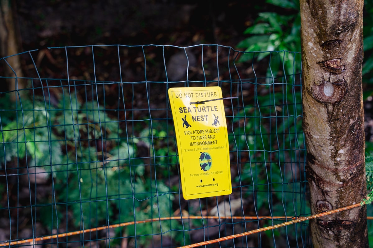 a fence and sign in yellow  reporting that a turtle nest is being protected