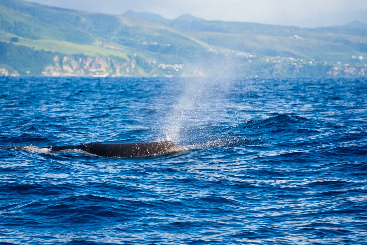 a whale emerging for air in Dominica with mountains in background
