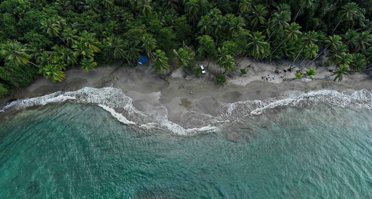 Aerial view of Batibou Beach from a drone with palm trees 