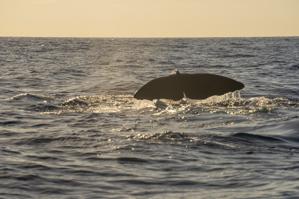 Whale tail sticking outside of the water in the ocean on a whale watching tour