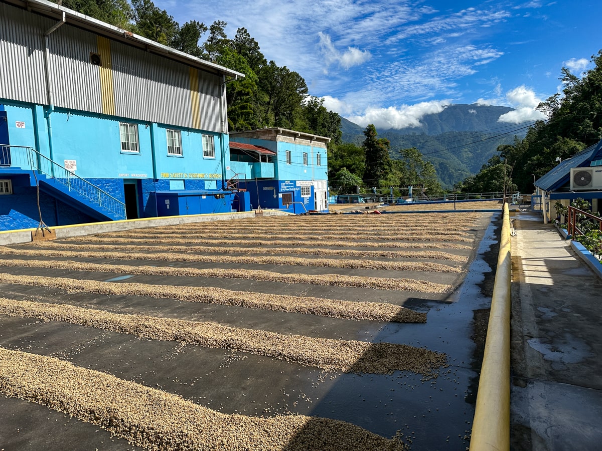 coffee beans drying in rows at a coffee factory in the Blue Mountains of Jamaica