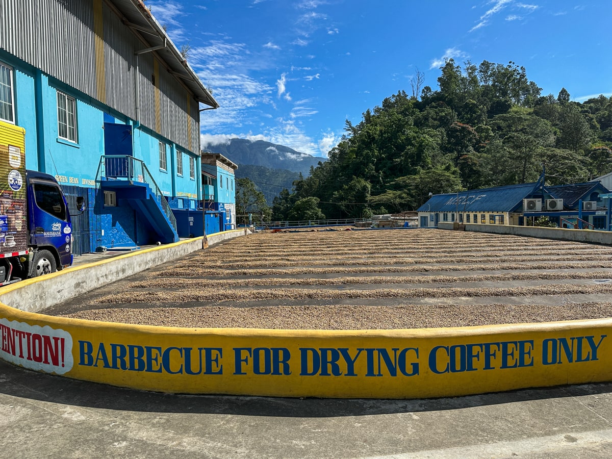 coffee beans drying on a BBQ concrete floor at Mavis Bank Coffee Factory