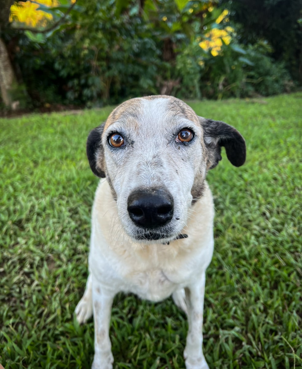 a dog sitting on green grass looking at the camera