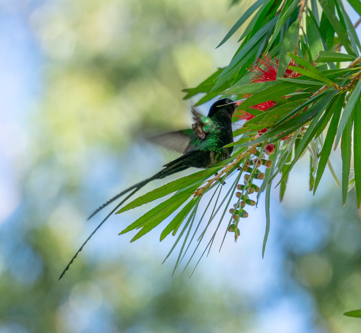close-up image of a hummingbird drinking from a flower in Jamaica