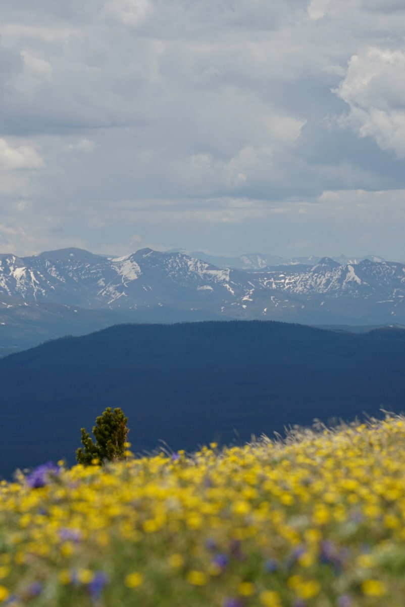View from Mount Washburn in Yellowstone National Park featuring yellow wild flowers and snow covered mountains in the distance