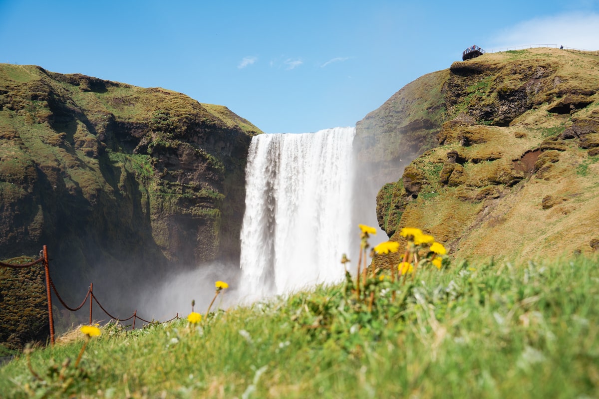 Yellow flowers in front of the famous Skogafoss waterfall in Iceland