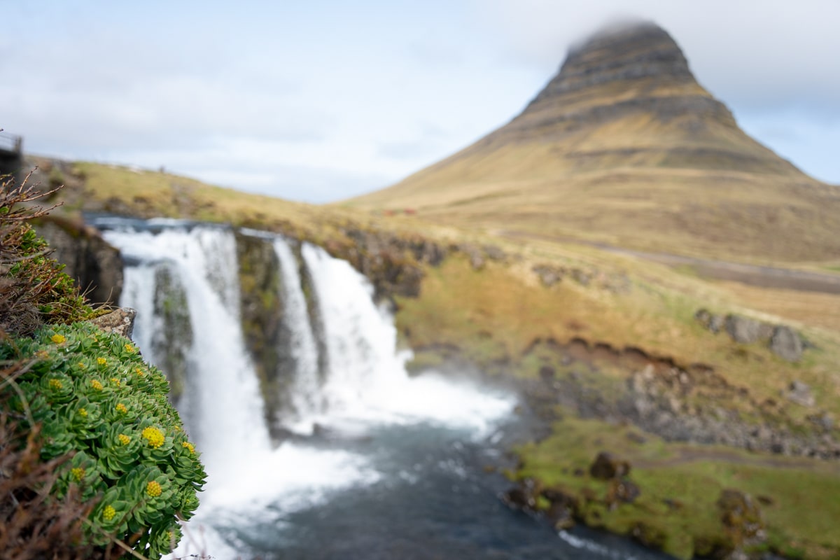 flowers growing in front of Kirkjufell mountain on the Snaefellsnes Peninsula in Iceland