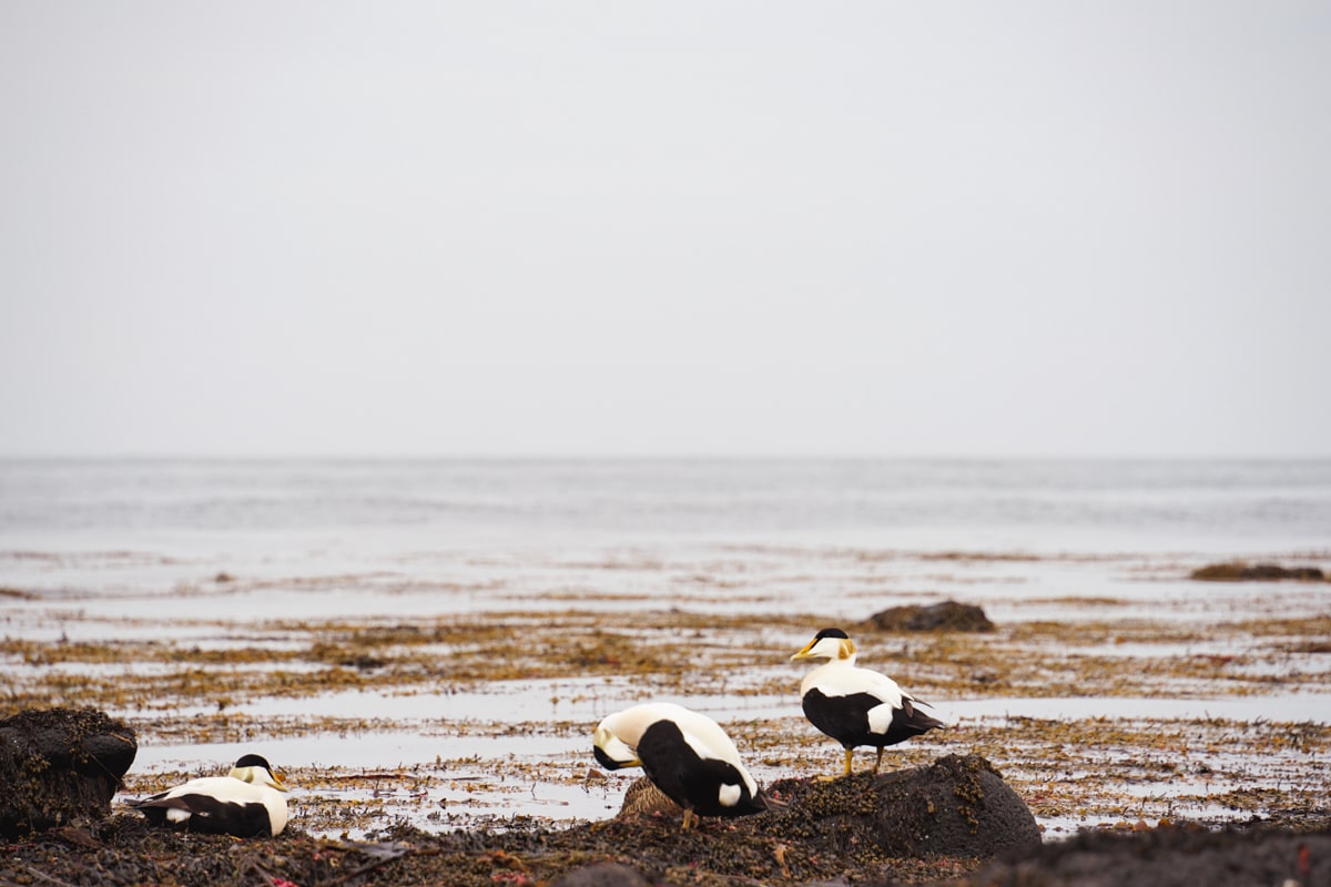 Seagulls standing on rocks by the ocean on the Snaefellsnes Peninsula on a cloudy day