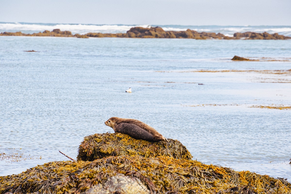 Seal sitting on a rock at Ytri Tunga Beach on the Snaefellsnes Peninsula in Iceland