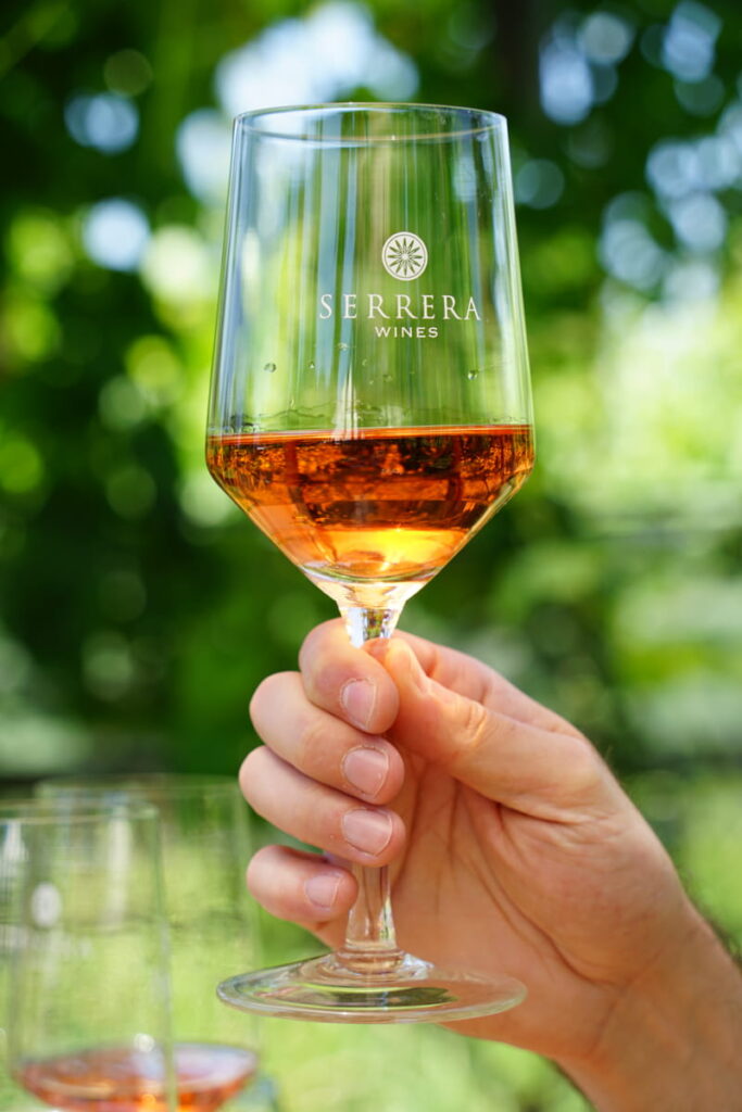 close up picture of a person holding a glass of rose wine in a vineyard
