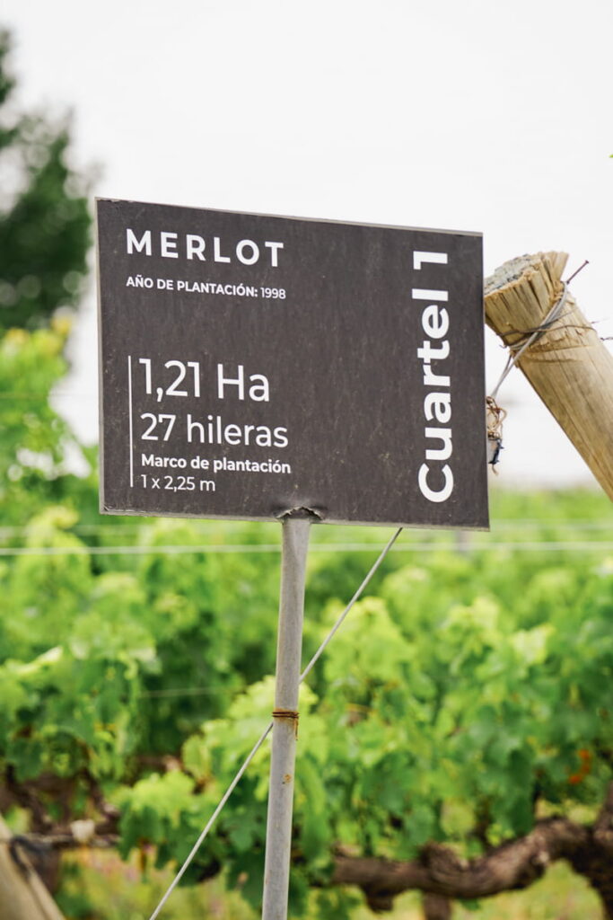Merlot grape sign in a vineyard in Mendoza Argentina
