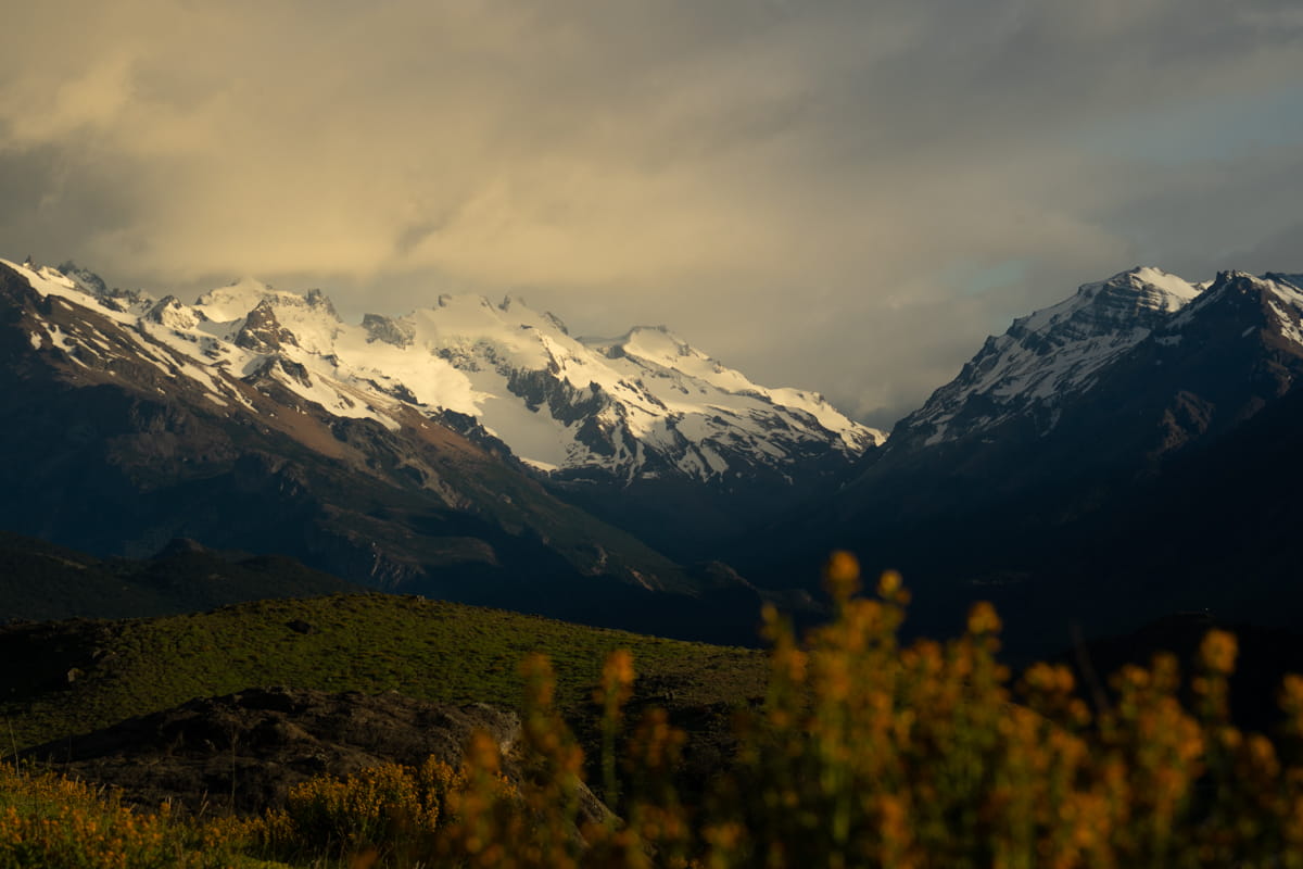 View of the snow capped Patagonia Mountains at dawn with yellow flowers in the foreground