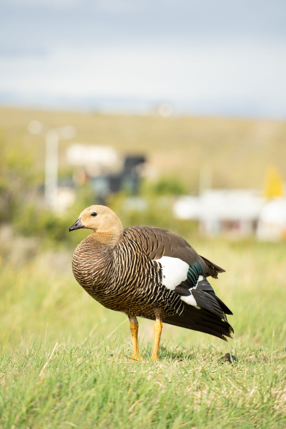 Duck standing at the Nature Reserve in El Calafate