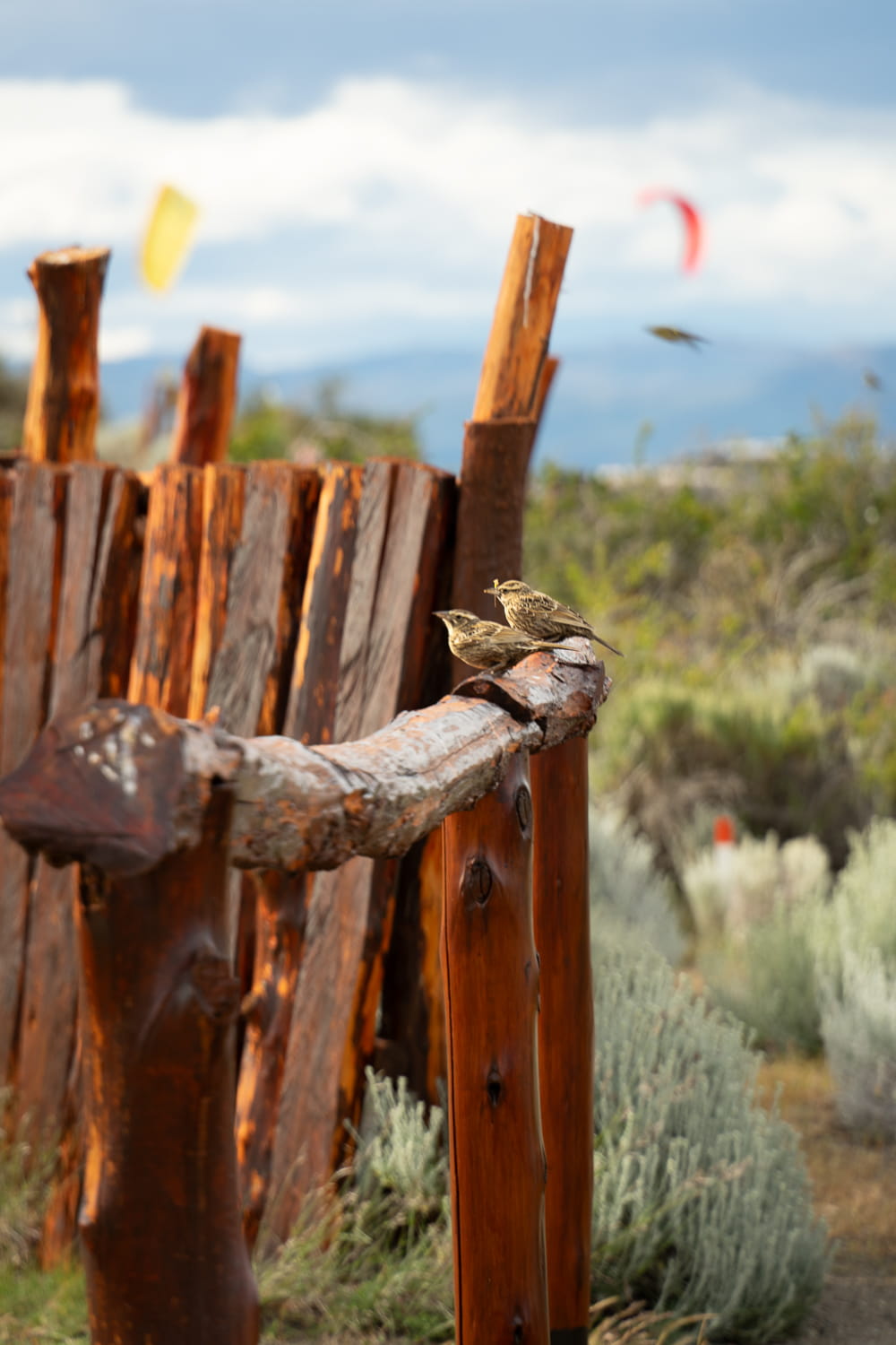Birds sitting on a handrail at the Laguna Nimez Nature Reserve in El Calafate