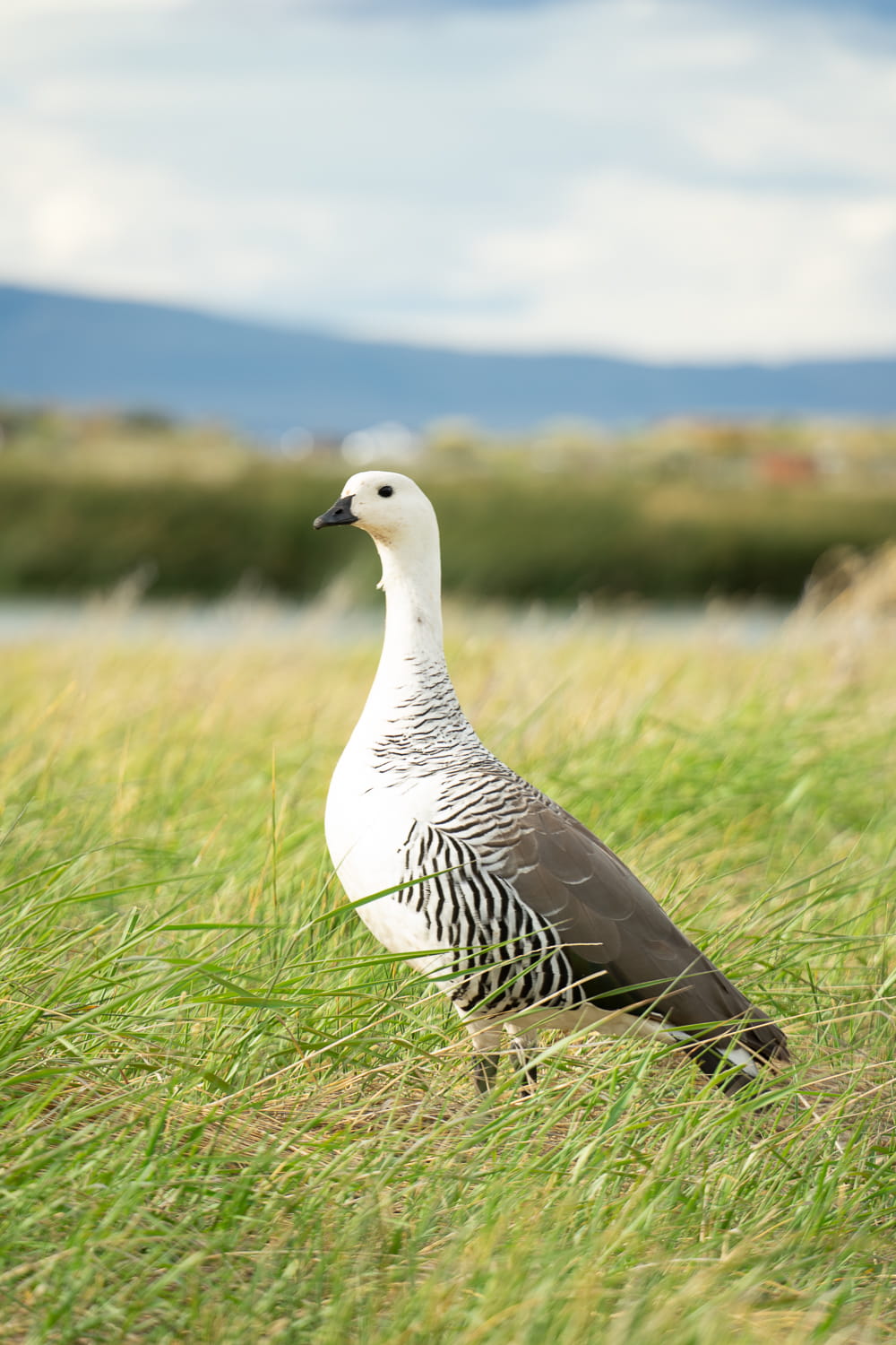 Duck at Laguna Nimez Nature Reserve in El Calafate, Argentina