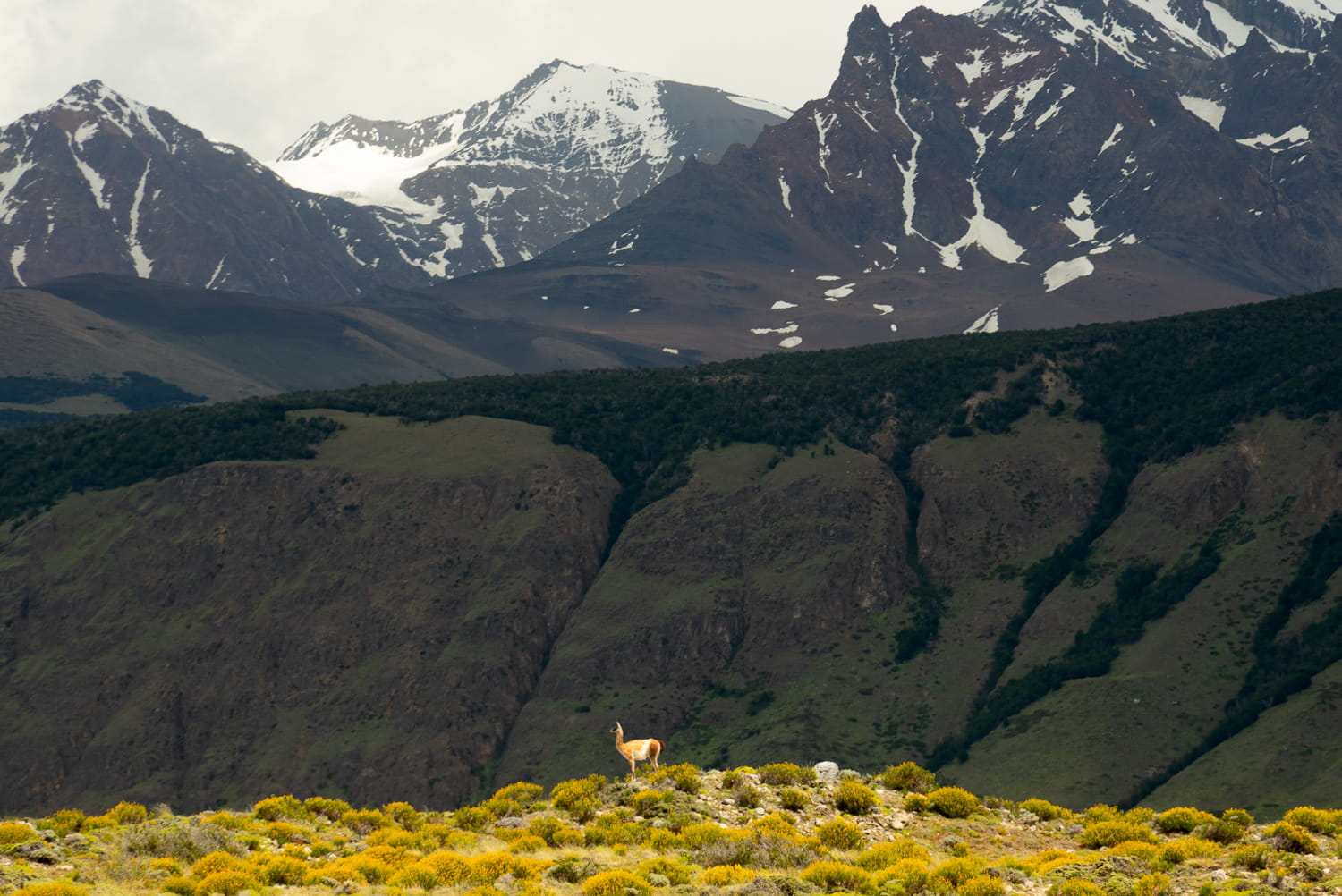 A guanaco standing on a golden hill with Patagonia mountains in the background
