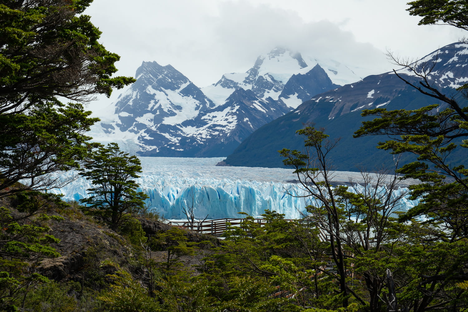 View of the Perito Moreno glacier with mountains from the viewpoint in the park with green trees