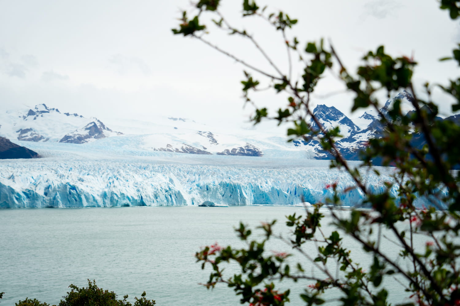 View of the Perito Moreno Glacier from the boardwalk with tree branch with red berries